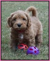Sky Flicker pups 7 wks old 11