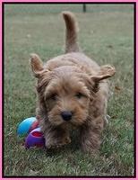 Sky Flicker pups 7 wks old 31