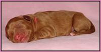 Sky Flicker pups newborn31