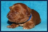 Sky Flicker pups 1 wk old101