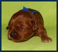 Sky Flicker pups 2 wks old 131