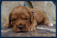 Sky Flicker pups 3 wks old111
