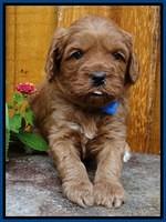 Sky Flicker pups 4 wks old 121