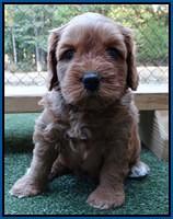 Sky Flicker pups 5 wks old141
