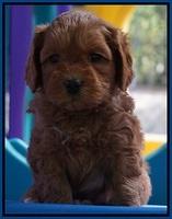 Sky Flicker pups 5 wks old151