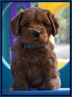 Sky Flicker pups 5 wks old161