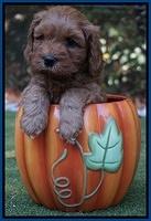 Sky Flicker pups 6 wks old 111