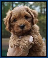 Sky Flicker pups 7 wks old 131