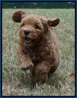 Sky Flicker pups 7 wks old 141