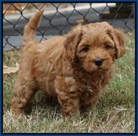 Sky Flicker pups 7 wks old 161