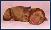 Sky Flicker pups newborn81
