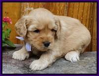 Sky Flicker pups 4 wks old 41