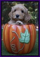 Sky Flicker pups 6 wks old 41