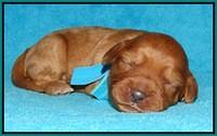 Sky Flicker pups 1 wk old71