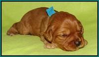 Sky Flicker pups 2 wks old 101