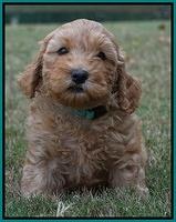 Sky Flicker pups 7 wks old 111