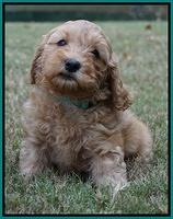 Sky Flicker pups 7 wks old 121