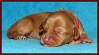 Sky Flicker pups 1 wk old121