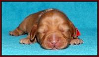 Sky Flicker pups 1 wk old131