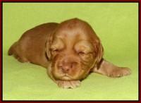 Sky Flicker pups 2 wks old 161