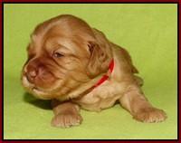 Sky Flicker pups 2 wks old 171