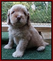 Sky Flicker pups 5 wks old171
