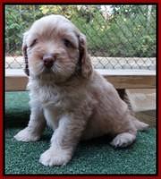 Sky Flicker pups 5 wks old201
