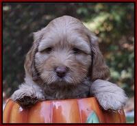 Sky Flicker pups 6 wks old 151