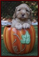 Sky Flicker pups 6 wks old 161