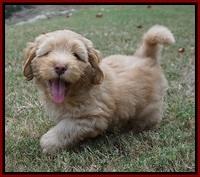 Sky Flicker pups 7 wks old 181