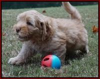 Sky Flicker pups 7 wks old 191
