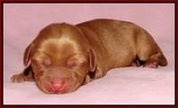 Sky Flicker pups newborn141