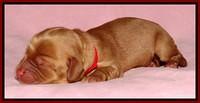 Sky Flicker pups newborn151