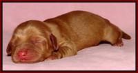 Sky Flicker pups newborn91