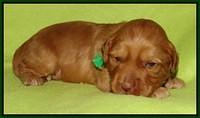 Sky Flicker pups 2 wks old 181