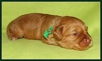 Sky Flicker pups 2 wks old 191