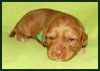 Sky Flicker pups 2 wks old 201