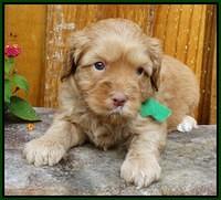 Sky Flicker pups 4 wks old 201