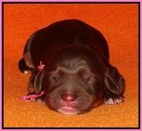 Shelby Duke Newborn puppy 61