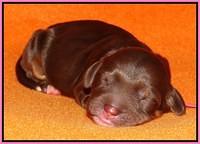 Shelby Duke Newborn puppy 71