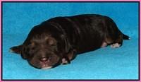 Shelby Duke pups 1 wk old 21