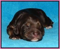 Shelby Duke pups 1 wk old 31