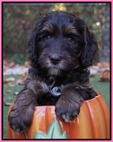 Shelby Duke pups 6 wks old 141