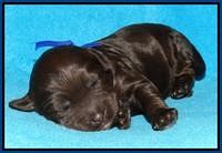 Shelby Duke pups 1 wk old 41