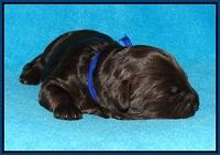 Shelby Duke pups 1 wk old 51