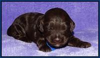 Shelby Duke pups 2 wks old 51