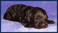 Shelby Duke pups 2 wks old 61
