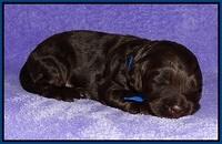 Shelby Duke pups 2 wks old 71