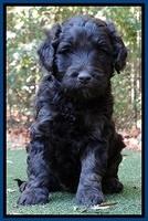 Shelby Duke pups 5 wks old41
