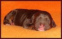 Shelby Duke Newborn puppy 111